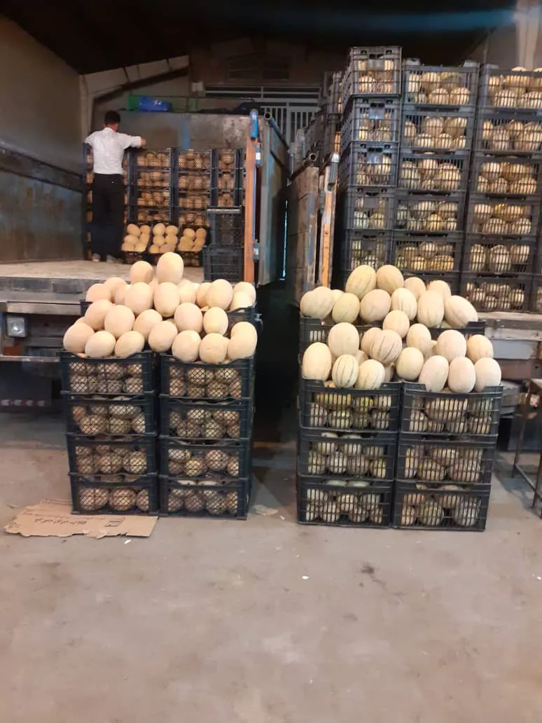 بارفروشی برادران معبودی - حجره۷۳ (شعبه اصلی) - تصویر 4