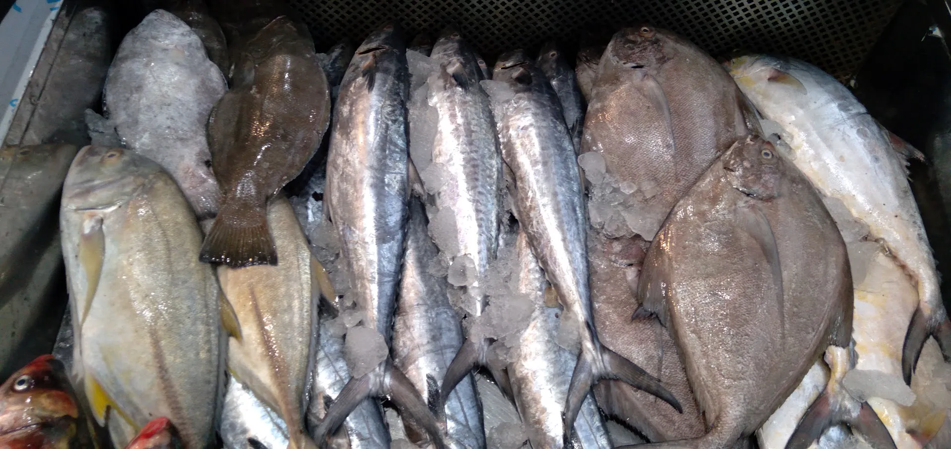 سوپر پروتئین یکتای بلوار (شعبه اصلی) - تصویر 3