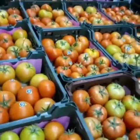 میدان مرکزی میوه و ترهبار تهران (شعبه اصلی) - تصویر 2