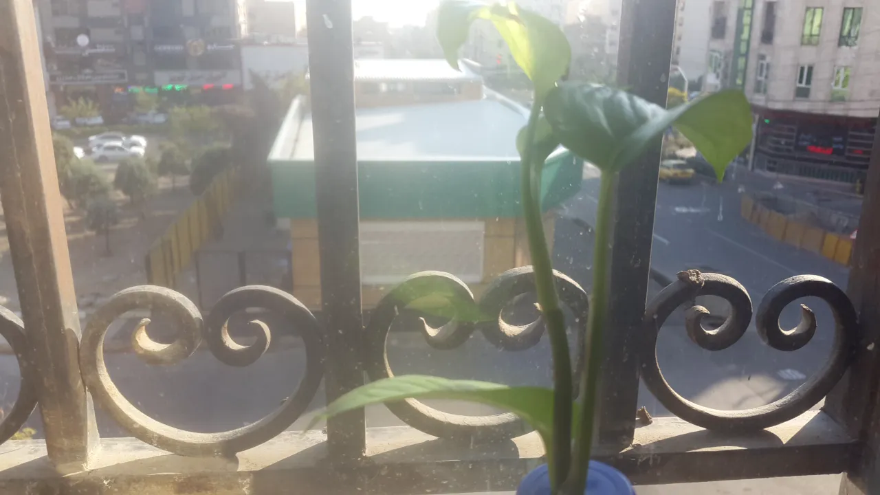 بازار میوه و ترهبار مرزداران (شعبه اصلی) - تصویر 3