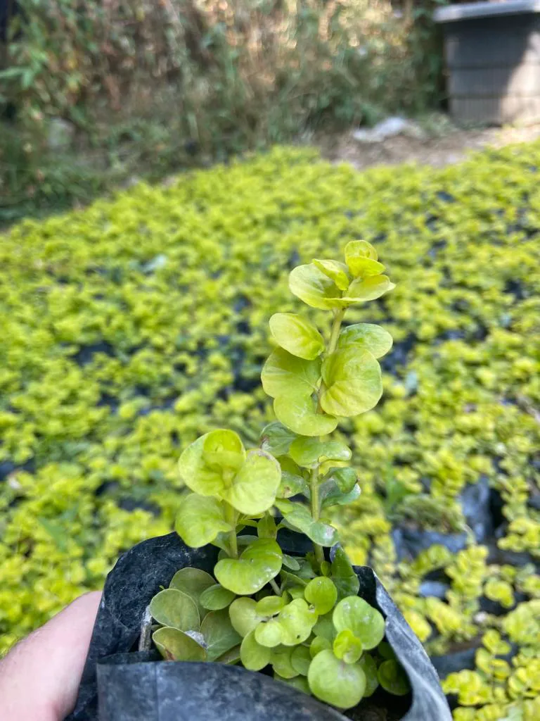 نهالستان بهمن آبادی (شعبه اصلی) - تصویر 1