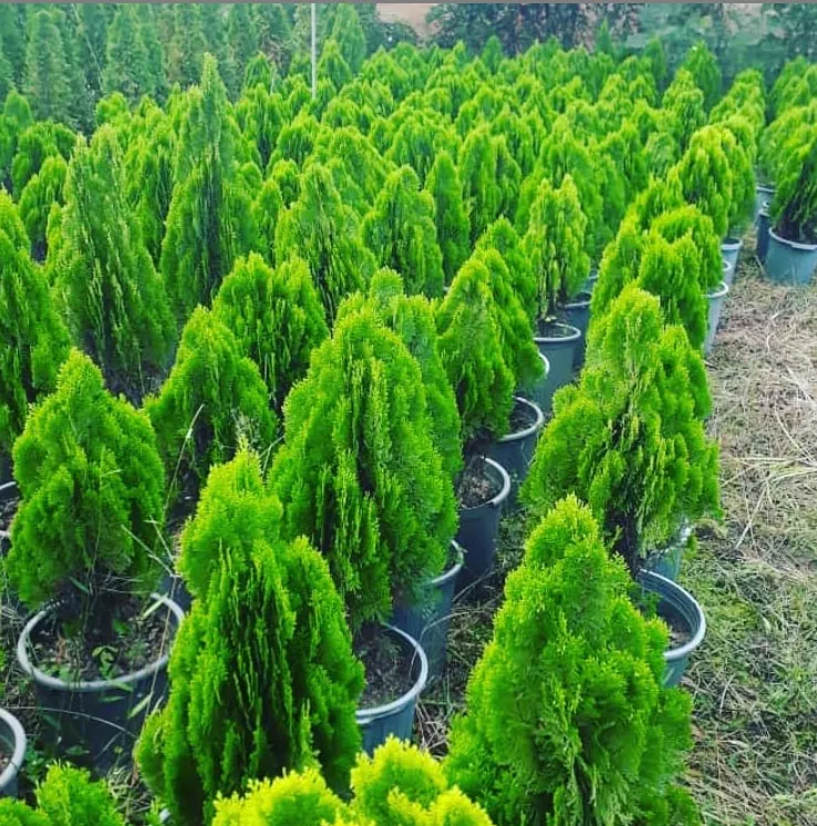 نهالستان بهمن آبادی (شعبه اصلی) - تصویر 2