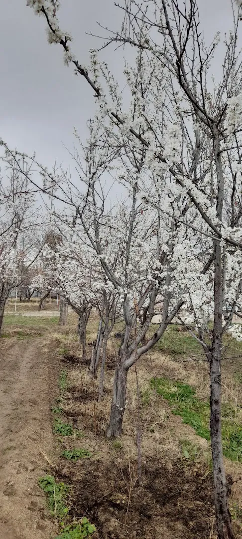 نهالستان بهمن آبادی (شعبه اصلی) - تصویر 4