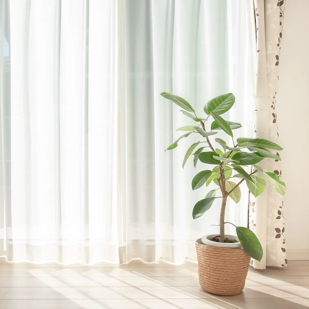 Negin Curtain (شعبه اصلی) - تصویر 4