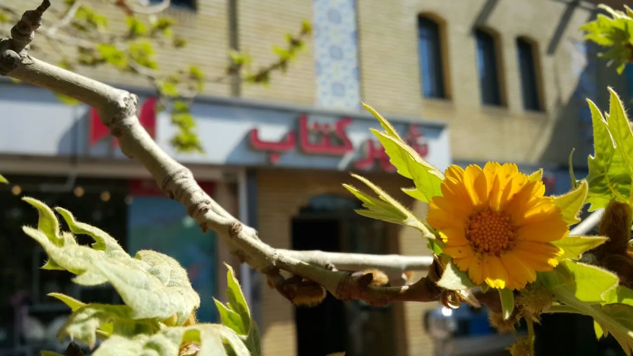 شهرکتاب هفت‌چنار (شعبه اصلی) - تصویر 4